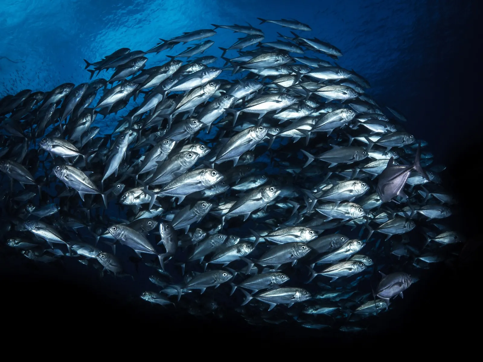 A school of silver jackfish in deep blue water, photographed by Adam Beard